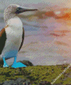 The Blue Footed Booby Diamond Painting