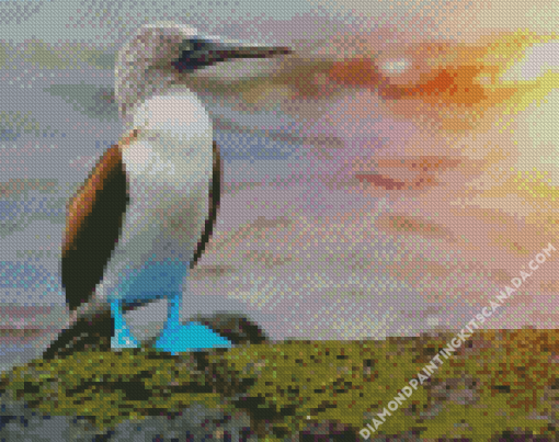 The Blue Footed Booby Diamond Painting