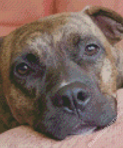 The Brindle Pitbull Dog Diamond Painting