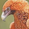 The Wedge Tailed Eagle Diamond Painting