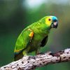 Turquoise Fronted Bird Diamond Painting