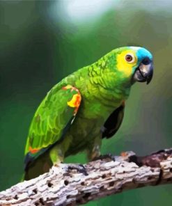 Turquoise Fronted Bird Diamond Painting