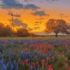 Windmill And Bluebonnets Diamond Painting