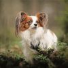 Adorable Papillon Dog Diamond Painting