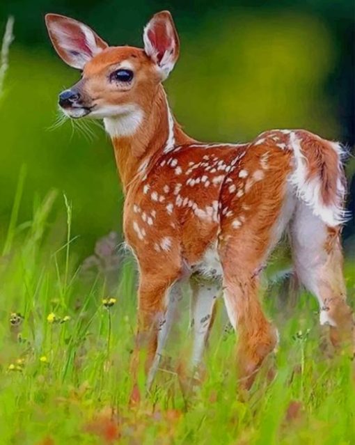 Baby White Tail Deer In The Wild Diamond Painting