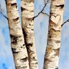 Birch Trees Diamond Painting