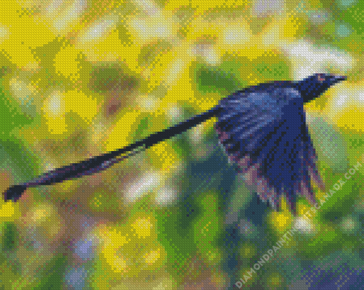 Black Ribbon Tailed Bird Diamond Painting