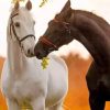 Black And White Horses Diamond Painting