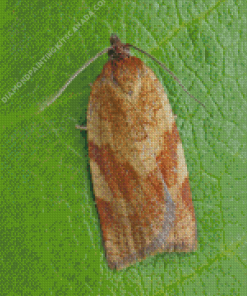 Brown Aphelia Diamond Painting