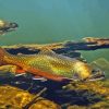 Cutthroat Trout Underwater Diamond Painting