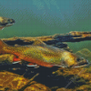 Cutthroat Trout Underwater Diamond Painting