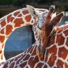 Giraffe Hug Diamond Painting