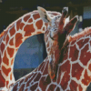 Giraffe Hug Diamond Painting