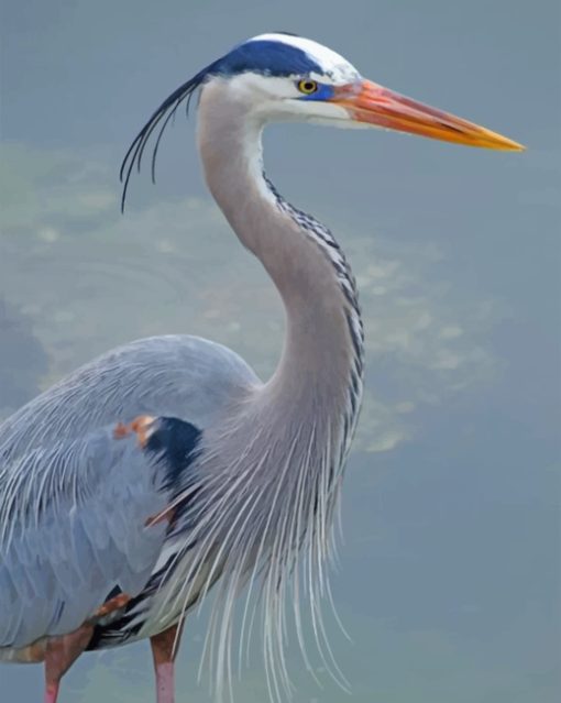 Great Blue Heron Diamond Painting