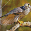 Grey falcon Bird Diamond Painting