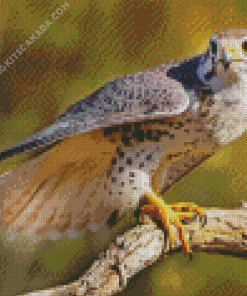 Grey falcon Bird Diamond Painting