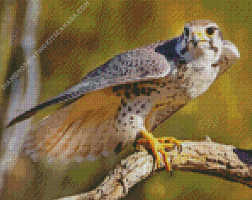 Grey falcon Bird Diamond Painting