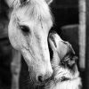 Horse And Dog Diamond Painting