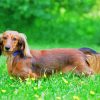 Long Haired Dachshund Diamond Painting