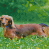 Long Haired Dachshund Diamond Painting