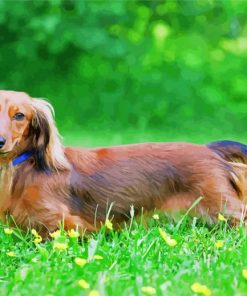 Long Haired Dachshund Diamond Painting