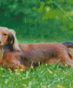 Long Haired Dachshund Diamond Painting