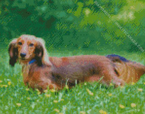 Long Haired Dachshund Diamond Painting