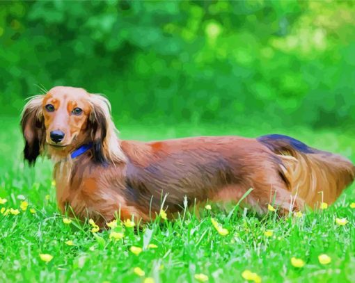 Long Haired Dachshund Diamond Painting