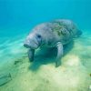 Manatee Animal Underwater Diamond Painting