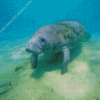 Manatee Animal Underwater Diamond Painting