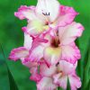 Pink Gladiola Diamond Painting