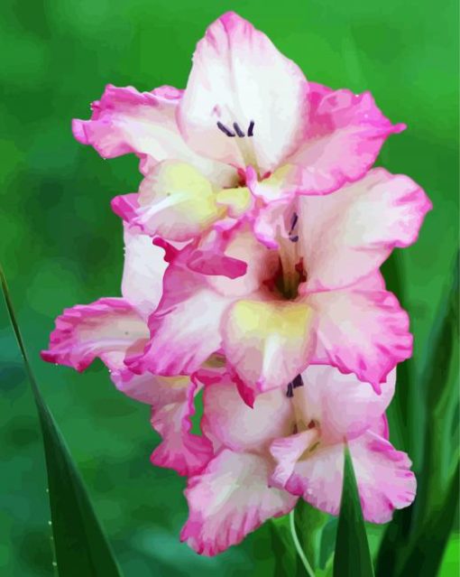 Pink Gladiola Diamond Painting