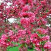 Pink Flowering Crabapple Tree Diamond Painting