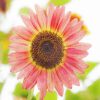 Pink Helianthus Sunflower Diamond Painting