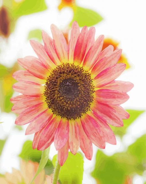 Pink Helianthus Sunflower Diamond Painting