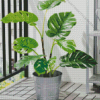 Potted Plant Indoor Outdoor Monstera Diamond Painting