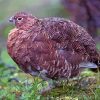 Ptarmigan Bird Diamond Painting