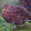 Ptarmigan Bird Diamond Painting