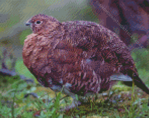 Ptarmigan Bird Diamond Painting