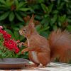 Red Squirrel Smelling Flowers Diamond Painting