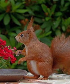 Red Squirrel Smelling Flowers Diamond Painting