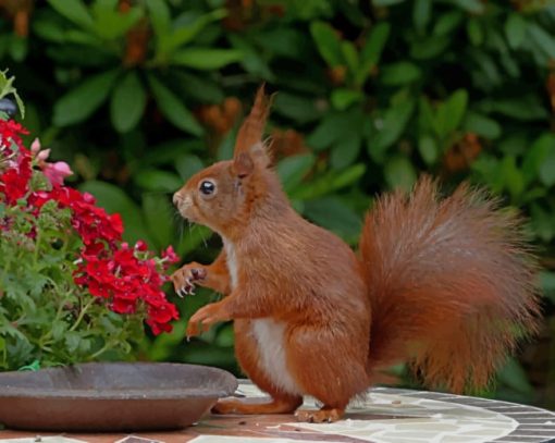 Red Squirrel Smelling Flowers Diamond Painting