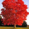 Red Tree Diamond Painting