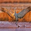 Sandhill Crane Diamond Painting