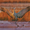 Sandhill Crane Diamond Painting