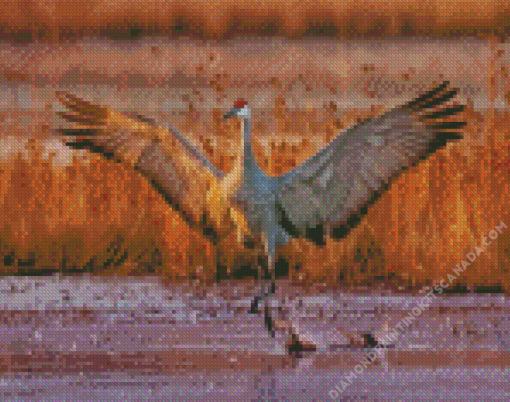 Sandhill Crane Diamond Painting