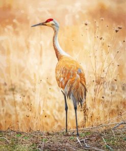 Sandhill Crane Diamond Painting