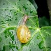 Snail Ivy Leaf Diamond Painting