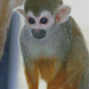 Spider Monkey Diamond Painting