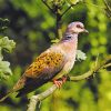 Turtle Dove Diamond Painting